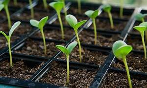 Seed Starter Kit with 2 trays, including Organic Seed Starting Mix